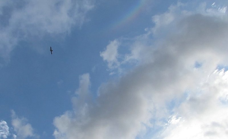 Klein_Minirock Regenbogen Schnitt.jpg