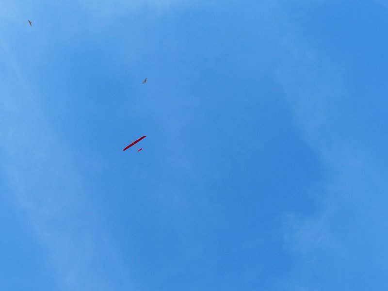 die gefiederten kamen auch