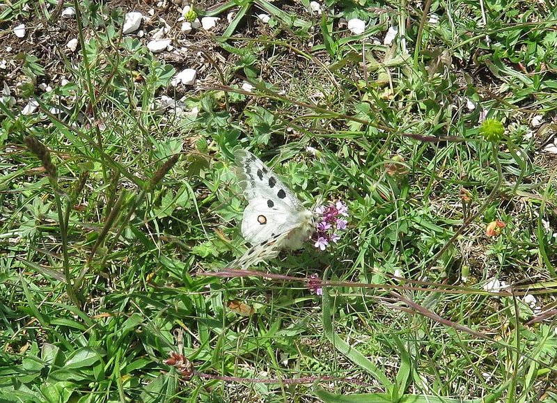 klein_IMG_6483 Apollofalter.jpg