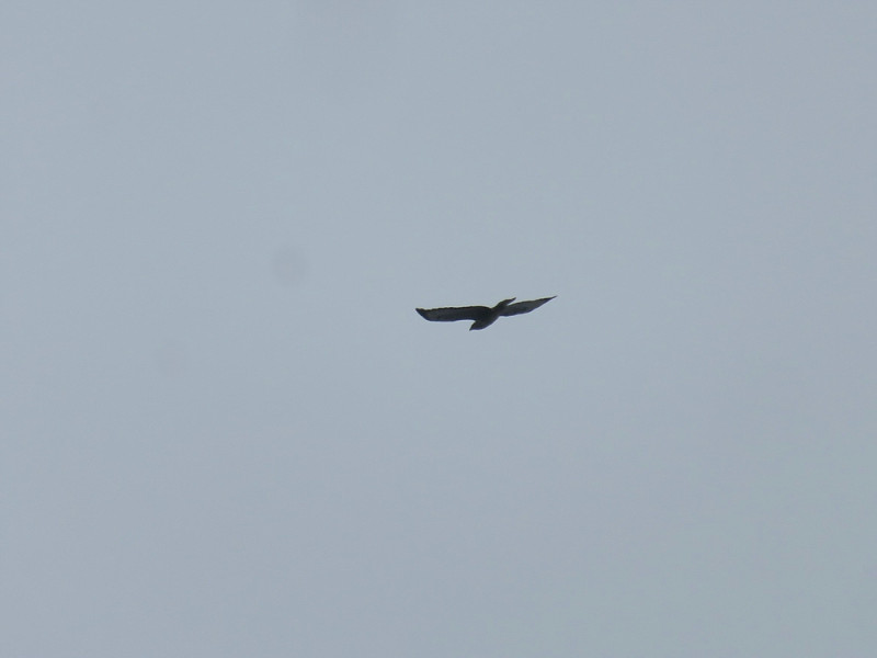 klein_IMG_1991 - Kopie.jpg