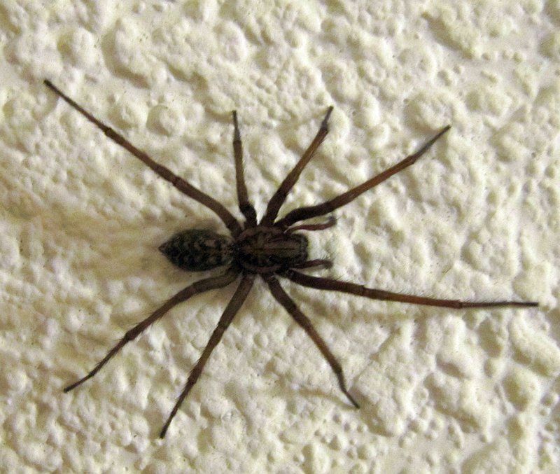 Besuch im Keller, leider mit schlechtem Gleitwinkel wie sich später beim Einfliegen rausstellte...